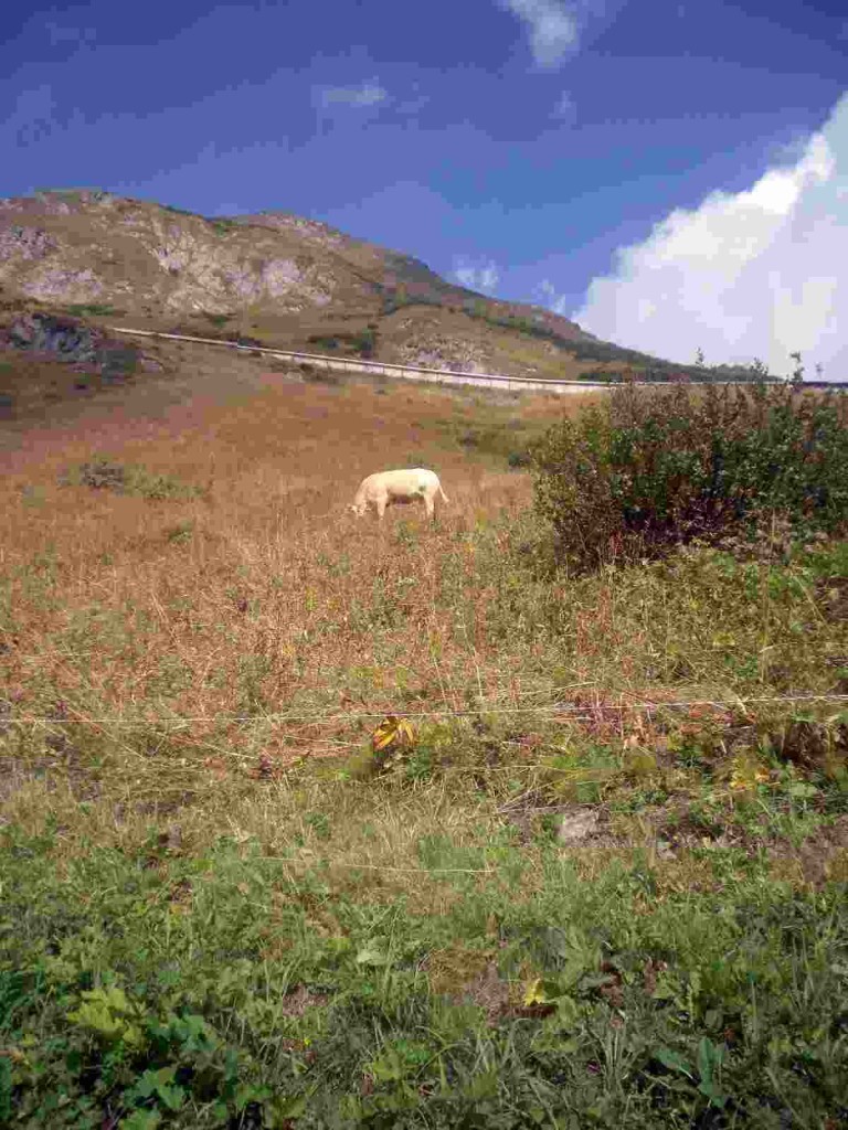 Alpy, Szwajcaria - droga coraz wyżej
