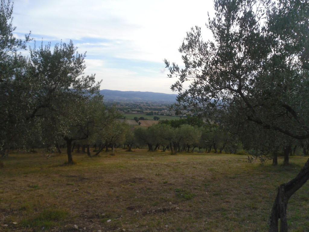 137. Z San Damiano