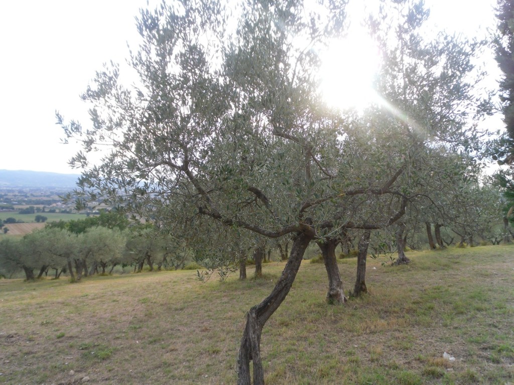 138. Z San Damiano